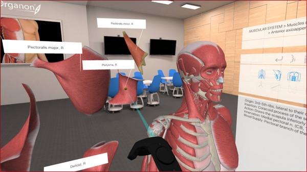 3D Organon VR Anatomy Screenshot #3